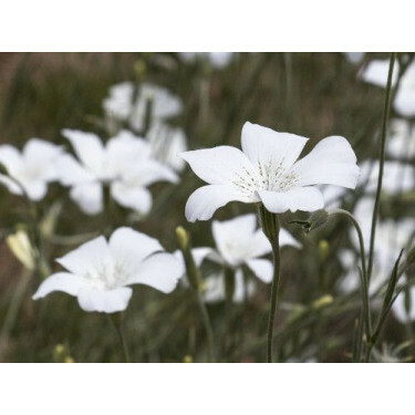 Agrostemma gracilis - Nielle frêle - BIODYNAMIQUE - 50% remise - germination réduite