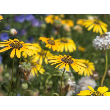Ursinia calendulifolia - Golden Marigold - BIODYNAMIQUE