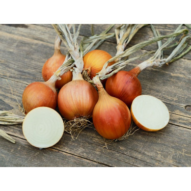 Oignon - Rijnsburger 5/Bingo - BIO - 50% remise - germination réduite