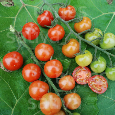 Tomate cerise - Primabella - BIODYNAMIQUE