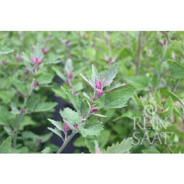 Chénopode couleur d’amarante - Chenopodium giganteum - BIODYNAMIQUE - 50% de remise - germination réduite