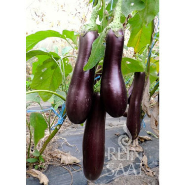 Aubergine - Violette Lunga 3 - BIO