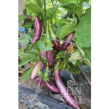 Aubergine - Tsakoniki - BIODYNAMIQUE