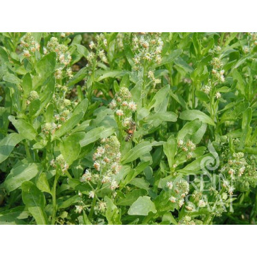 Reseda odorata - Réséda odorant - BIODYNAMIQUE