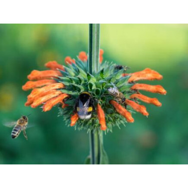 Leonotis nepetifolia - Leeuwenoor - BIODYNAMISCH