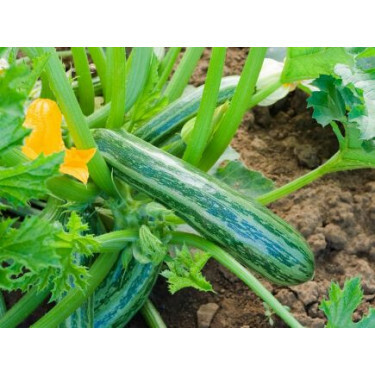 Courgette - Cocozelle von Tripolis - BIODYNAMIQUE