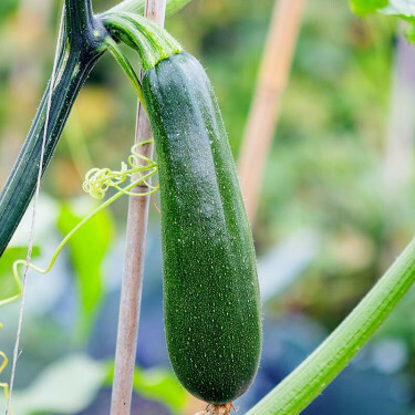 Courgette grimpante - Ola Escaladora - BIO