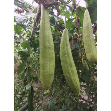 Courge éponge - Luffa Burete Verde - BIO