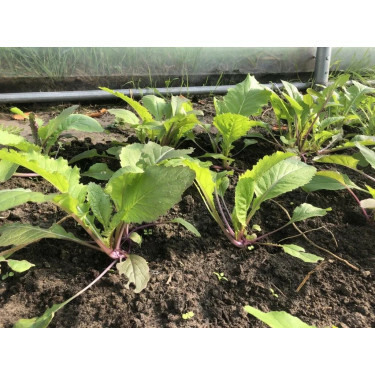 Salade Asia - Pink Lettucy - BIO