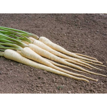 Panais - White Gem - BIODYNAMIQUE - 50% de remise - germination réduite
