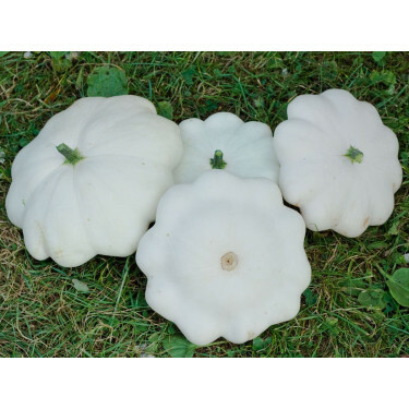 Patisson - blanc - BIODYNAMIQUE
