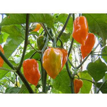 Piment - Habanero Orange - BIODYNAMIQUE