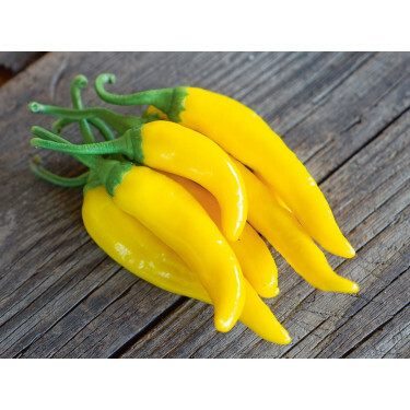 Piment - Gelbes Rüsselchen - BIODYNAMIQUE