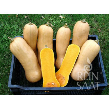 Courge - Butternut Waltham - BIO