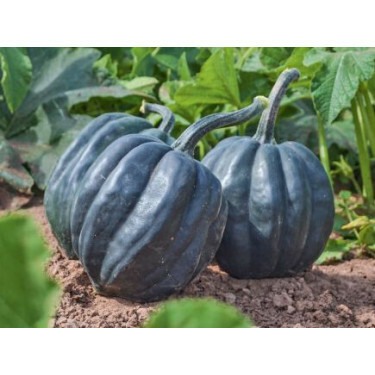 Courge -  Table Queen - BIODYNAMIQUE