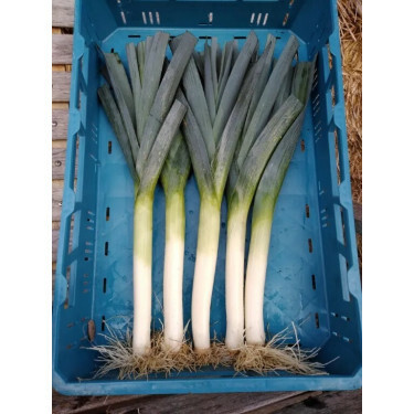 Poireau - Blauwgroene winter - Het Eikelenhof - BIO