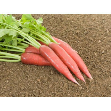 Radis rave - Ostergruss rosa 2 - BIODYNAMIQUE - 50% remise - germination réduite
