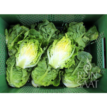 Laitue Romaine - Little Gem - BIODYNAMIQUE Laitue Romaine - Little Gem - BIODYNAMIQUE