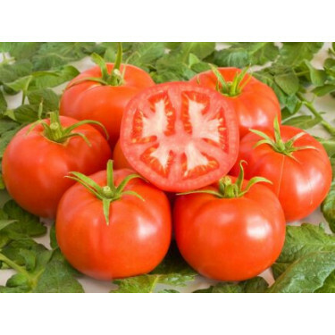 Tomate - St.Pierre - BIODYNAMIQUE