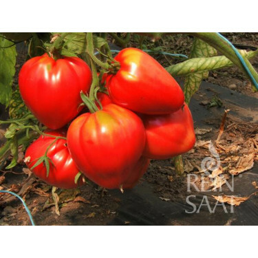 Tomate - Coeur de Boeuf - BIODYNAMIQUE