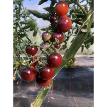 Tomate cerise - Blueberry - BIO