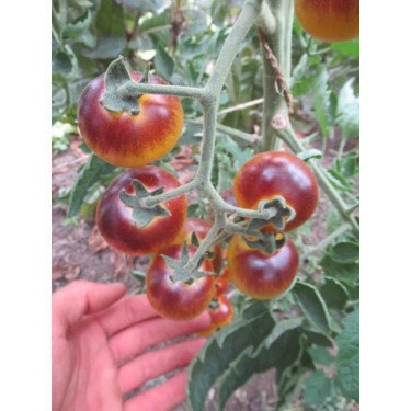 Tomate cerise - Indigo Goldberries - BIO