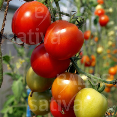 Tomate - Karos - BIODYNAMIQUE