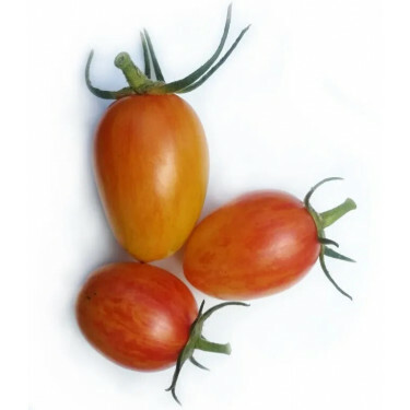 Tomate - Blush - BIO