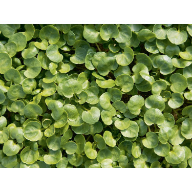 Nasturtium officinale - Cresson de fontaine - BIO