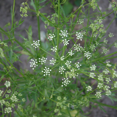 Pimpinella anisum - Anis - BIO