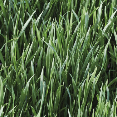 Seigle d'hiver - engrais vert - 75 g - BIO