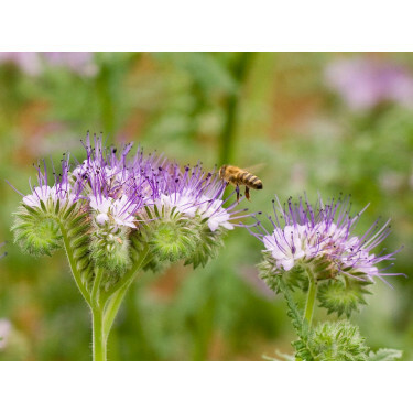 Phacélie - Phacelia tanacetifolia - BIO/BIODYNAMIQUE