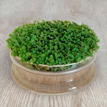 Basilic - graines à germer - 25 gram - BIO