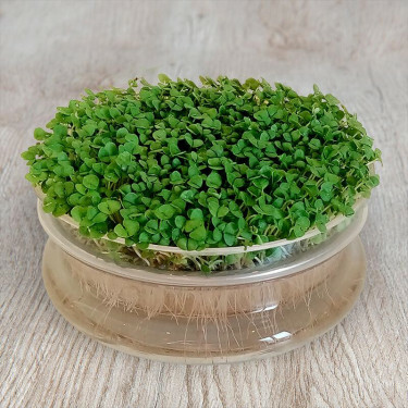 Basilic - graines à germer - 25 gram - BIO