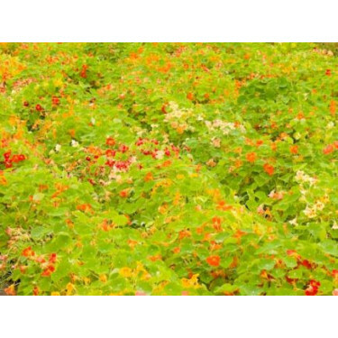 Tropaeolum majus - Grande capucine, non rampante - BIODYNAMIQUE