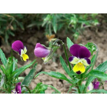 Viola tricolor - Pensée sauvage - BIODYNAMIQUE