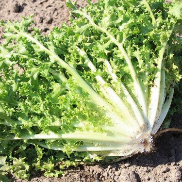 Endive - Wallonne - Bio