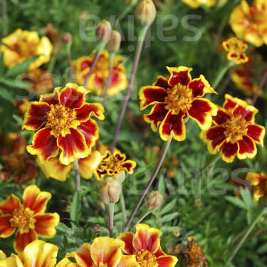 Tagetes patula nana - Tagète - Ehrenlegion - BIODYNAMIQUE