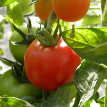 Tomate - Coeur de Boeuf Orange - BIO