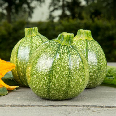 Courgette à fruits ronds - Ola Redonda - BIO