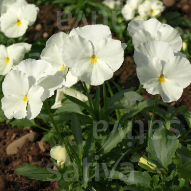 Viola wittrockiana - Pensée - Jungfrau - BIODYNAMIQUE