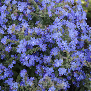 Anchusa officinalis - Buglosse du cap - BIODYNAMIQUE