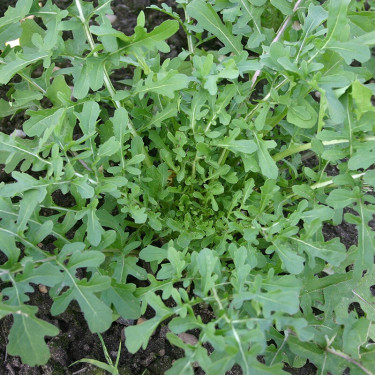 Roquette - Esmee - BIO