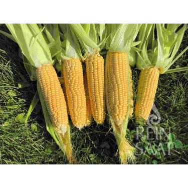 Maïs sucré - Ashworth - BIO - 50% de remise - germination réduite Maïs sucré - Ashworth - BIO - 50% de remise - germination réduite
