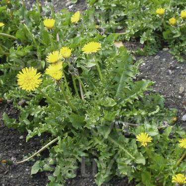 Taraxacum officinalis - Pissenlit - BIO