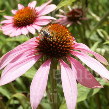 Echinacea purpurea - Echinacée pourpre - BIODYNAMIQUE