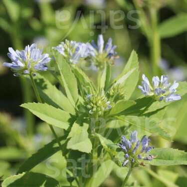 Trigonelle bleue - Trigonella caerulea - BIODYNAMIQUE