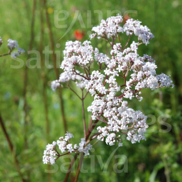 Valeriana officinalis - Valériane - BIODYNAMIQUE