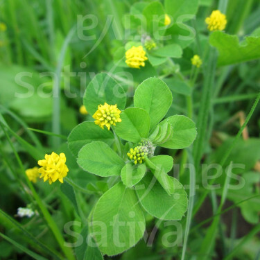 Medicago lupulina - Luzerne lupuline - BIO