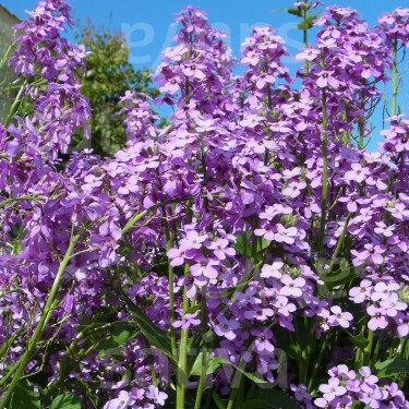 Hesperis matronalis - Julienne des dames - BIODYNAMIQUE